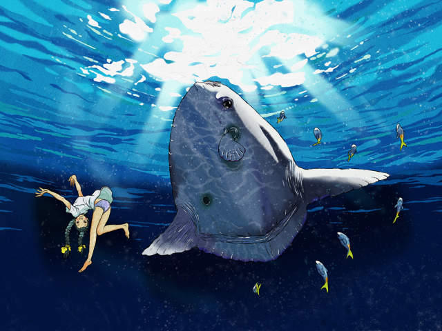 Ocean Sunfish (Mola Mola)