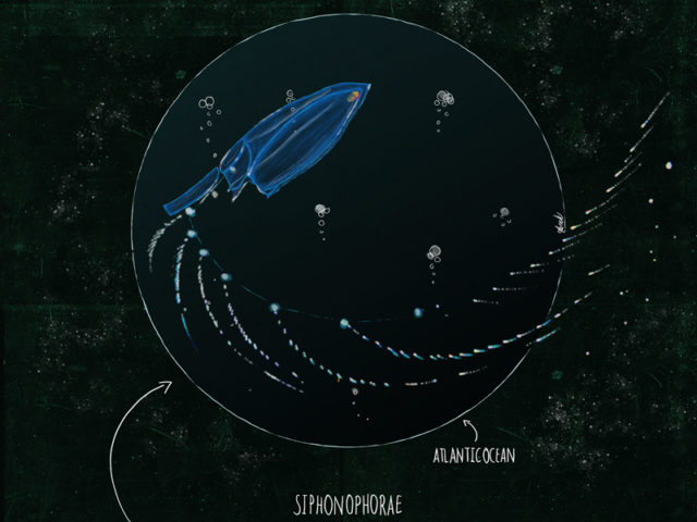 Aquatilis Expedition / Critters